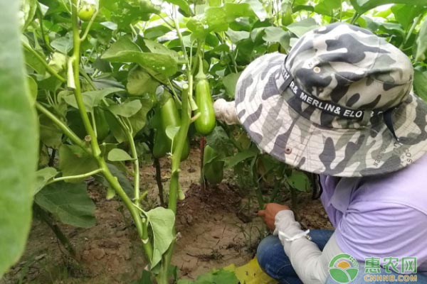 茄子死秧的原因及防治措施-图片版权归惠农网所有