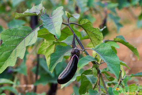 浅谈茄子黄萎病的症状表现及防治方法 茄子黄萎病怎么防治?浅谈茄子黄萎病的症状表现及防治方法-图片版权归惠农网所有
