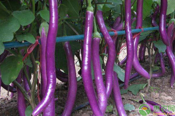 茄子黄萎病怎么防治? 茄子黄萎病怎么防治?浅谈茄子黄萎病的症状表现及防治方法-图片版权归惠农网所有