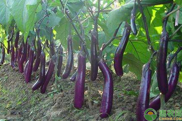 茄子黄萎病怎么防治?浅谈茄子黄萎病的症状表现及防治方法 茄子黄萎病怎么防治?浅谈茄子黄萎病的症状表现及防治方法-图片版权归惠农网所有