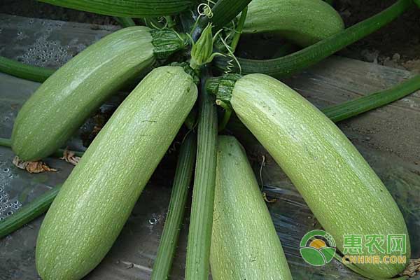 越冬茬西葫芦怎么种植？越冬茬西葫芦种植技术-图片版权归惠农网所有