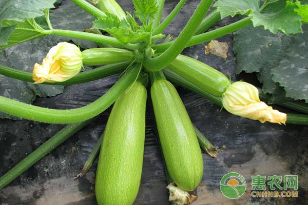 越冬茬西葫芦怎么种植？越冬茬西葫芦种植技术-图片版权归惠农网所有