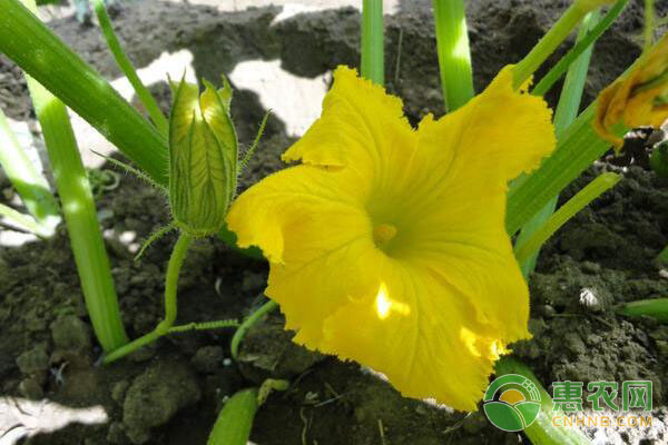 西葫芦高产种植技术，如何实现西葫芦高产?-图片版权归惠农网所有