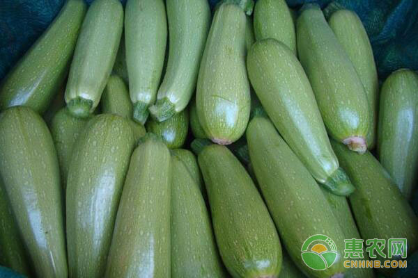 西葫芦高产种植技术，如何实现西葫芦高产?-图片版权归惠农网所有