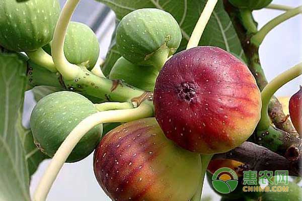 无花果怎么处理便于贮藏和运输？-图片版权归惠农网所有