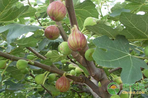 无花果怎么处理便于贮藏和运输？-图片版权归惠农网所有