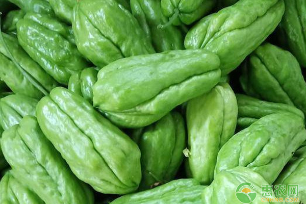 佛手瓜如何留种?-图片版权归惠农网所有