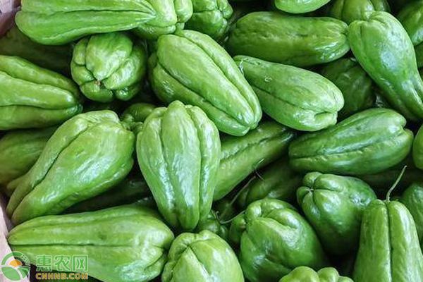 佛手瓜如何留种?-图片版权归惠农网所有