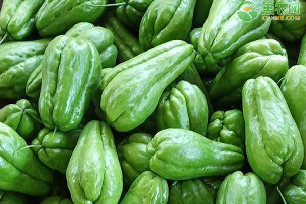 佛手瓜如何留种?-图片版权归惠农网所有