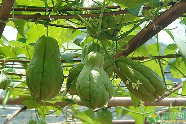 佛手瓜高产种植技术-图片版权归惠农网所有