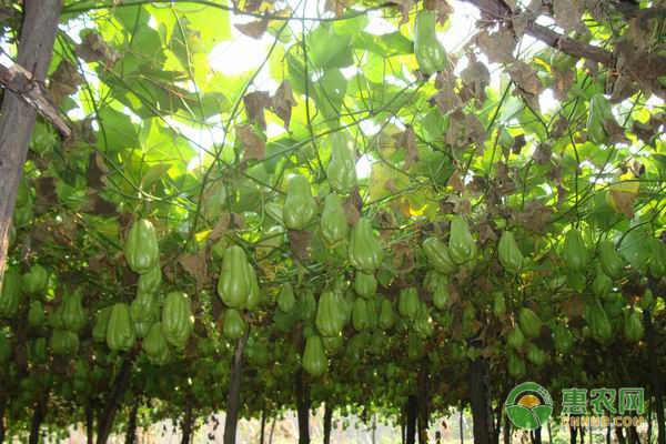 种植课堂：佛手瓜怎么种？-图片版权归惠农网所有