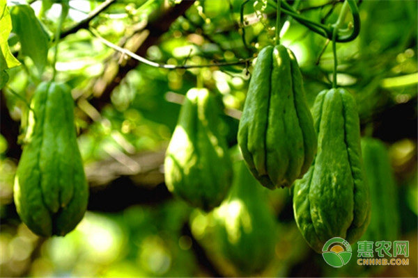 种植课堂：佛手瓜怎么种？-图片版权归惠农网所有