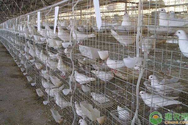 新手如何养殖肉鸽？肉鸽入门养殖技术-图片版权归惠农网所有