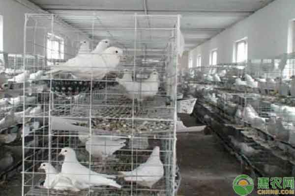 肉鸽养殖场地怎么选？-图片版权归惠农网所有