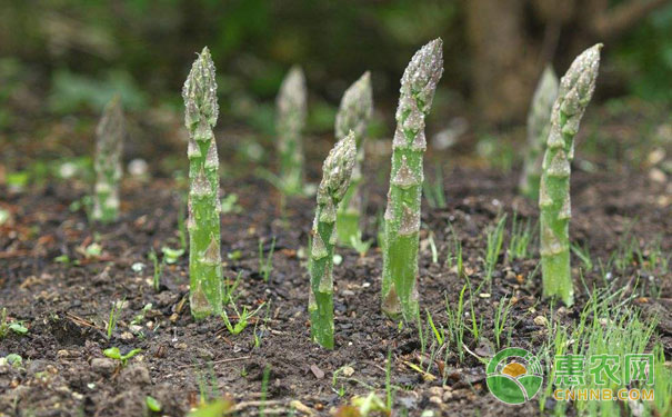 芦笋高产的秘诀：芦笋秋季管理技术-图片版权归惠农网所有