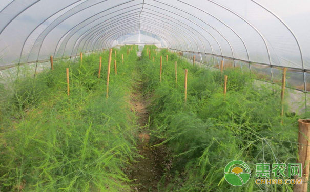 芦笋高产的秘诀：芦笋秋季管理技术-图片版权归惠农网所有