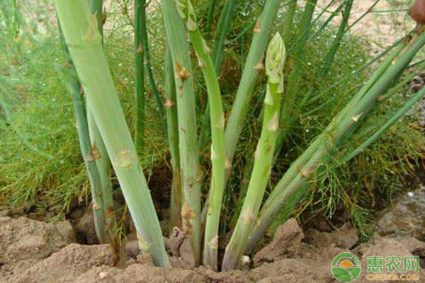 芦笋在家怎么种？芦笋的家庭种植方法-图片版权归惠农网所有