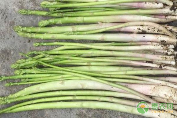 芦笋怎么种植?-图片版权归惠农网所有