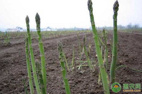 芦笋怎么种植?-图片版权归惠农网所有