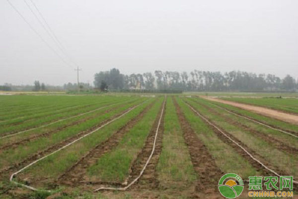 怎么种植芦笋？芦笋种植育苗关键技术-图片版权归惠农网所有