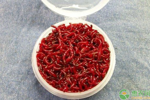红虫人工养殖方法技术-图片版权归惠农网所有