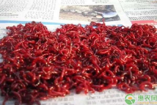 几月份可以采集红虫？红虫要怎么养好？-图片版权归惠农网所有