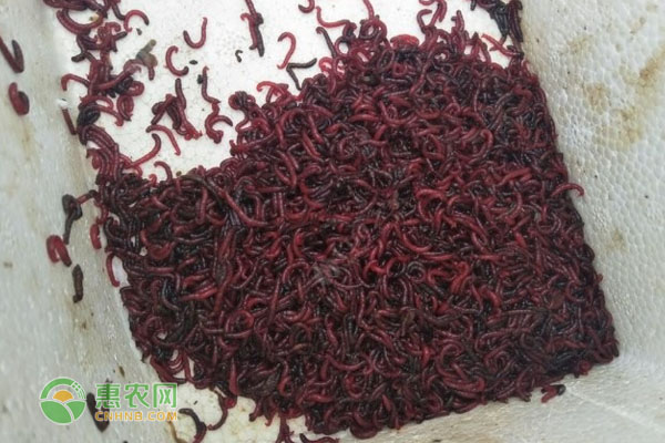几月份可以采集红虫？红虫要怎么养好？-图片版权归惠农网所有