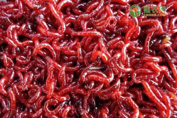 几月份可以采集红虫？红虫要怎么养好？-图片版权归惠农网所有