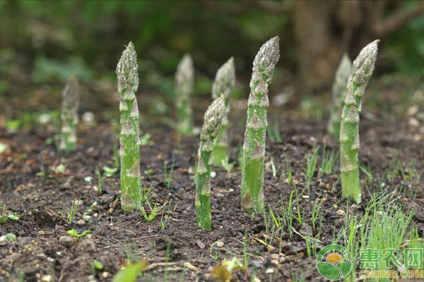 “蔬菜之王”如何种植？芦笋种植技术-图片版权归惠农网所有