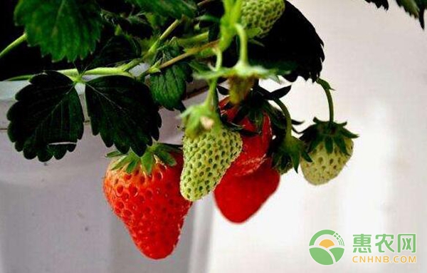 家庭阳台草莓盆栽种植方法-图片版权归惠农网所有