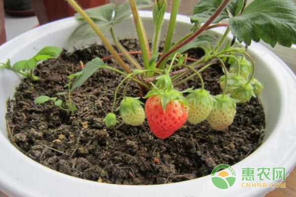 家庭阳台草莓盆栽种植方法-图片版权归惠农网所有