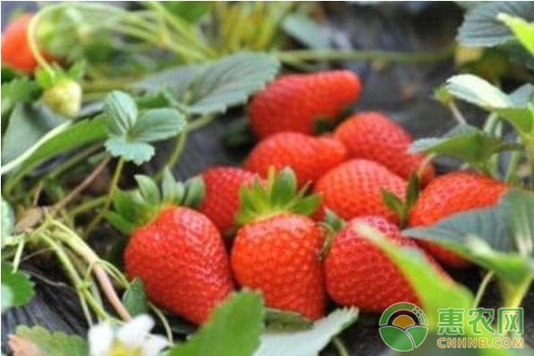 草莓苗前期的栽培管理技术要点-图片版权归惠农网所有