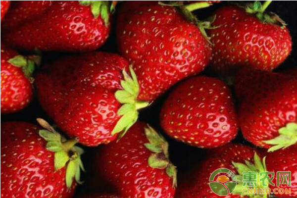 草莓苗前期的栽培管理技术要点-图片版权归惠农网所有