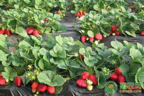 草莓种植技术 草莓高产培植方法-图片版权归惠农网所有