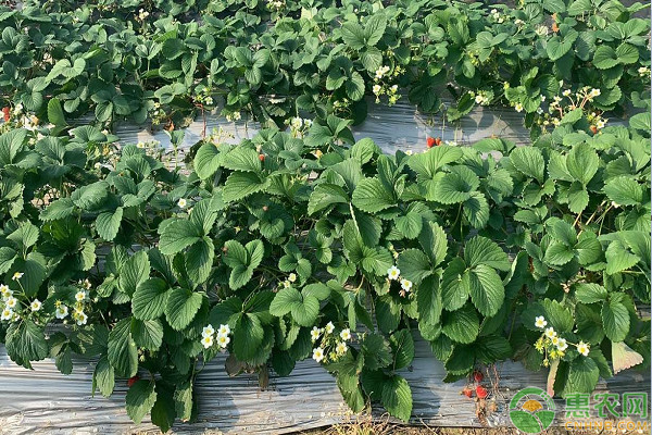 怎样种植草莓？-图片版权归惠农网所有