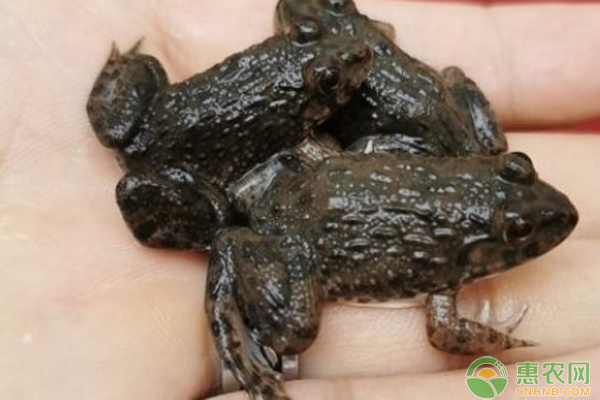 夏季牛蛙管理要点-图片版权归惠农网所有