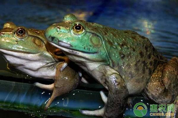 牛蛙养殖管理技术-图片版权归惠农网所有