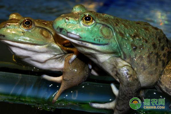 牛蛙养殖技术-图片版权归惠农网所有