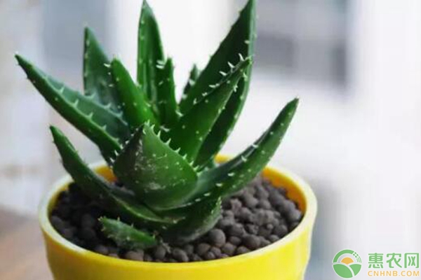 芦荟怎么养才旺盛？养殖芦荟有什么好处？-图片版权归惠农网所有