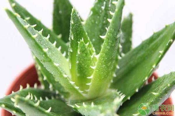 芦荟怎么养才旺盛？养殖芦荟有什么好处？-图片版权归惠农网所有