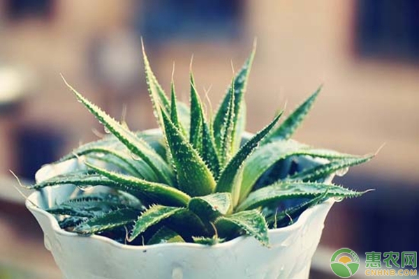 芦荟怎么养才旺盛？养殖芦荟有什么好处？-图片版权归惠农网所有
