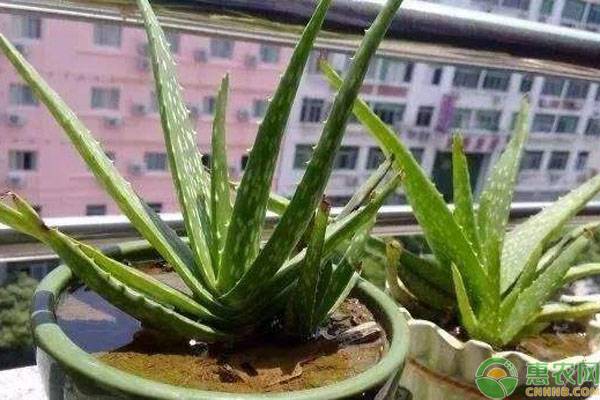 芦荟怎么种植管理？-图片版权归惠农网所有