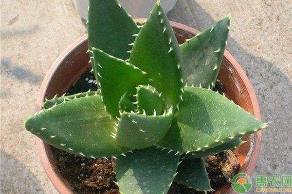 芦荟怎么种植管理？-图片版权归惠农网所有