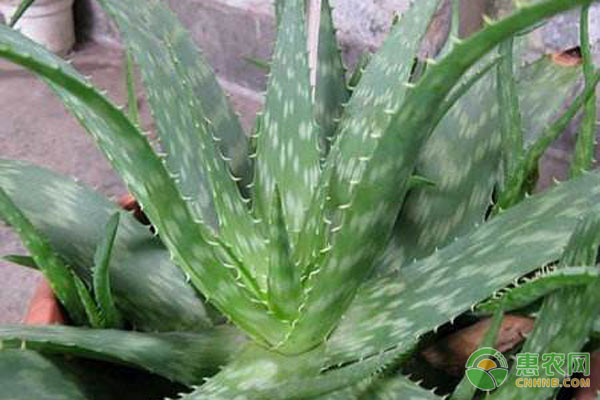 养芦荟秘方 芦荟怎么养长得好?支招养芦荟的小技巧-图片版权归惠农网所有