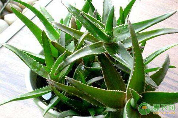 养芦荟技巧 芦荟怎么养长得好?支招养芦荟的小技巧-图片版权归惠农网所有