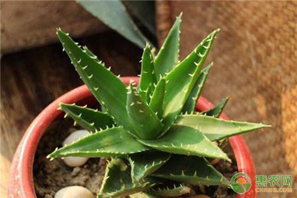 养芦荟方法 芦荟怎么养长得好?支招养芦荟的小技巧-图片版权归惠农网所有