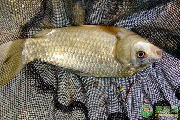 冬季鲤鲫亲鱼繁殖饲养管理要点-图片版权归惠农网所有