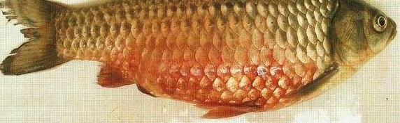 鲤鱼鲤春病的防治-图片版权归惠农网所有