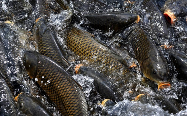 鲤鱼鲤春病的防治-图片版权归惠农网所有