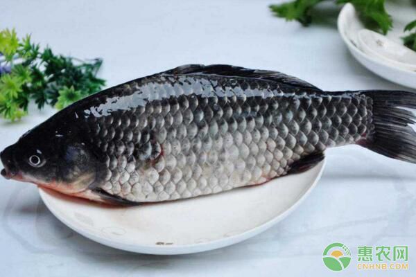 芙蓉鲫池塘养殖条件、饲料投喂、鱼病防治要点讲解-图片版权归惠农网所有